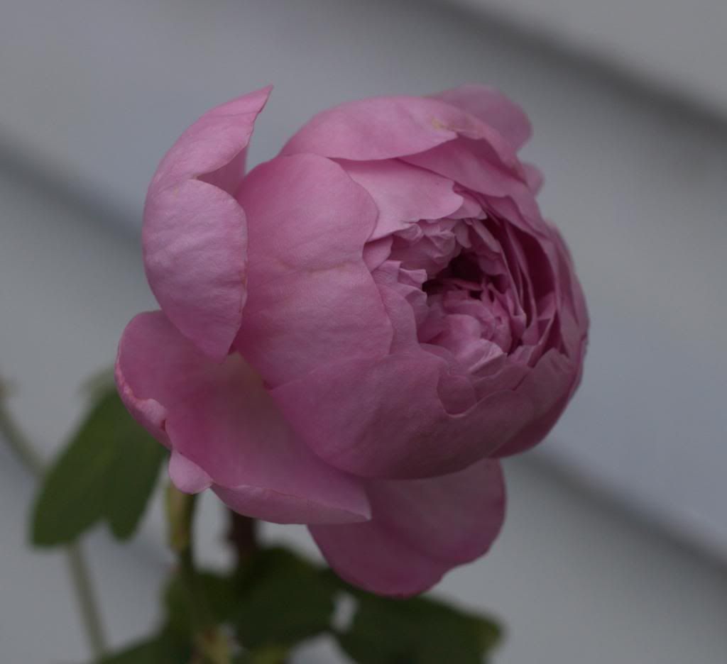 Charles Rennie McKintosh photo CharlesRennieMckintosh_zpsd8d937ce.jpg